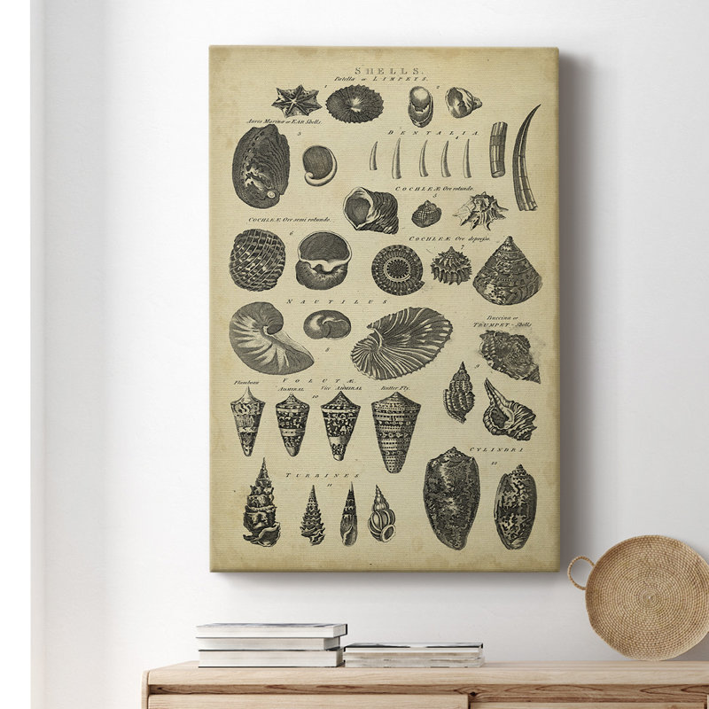 Étude de coquillages II - Illustration sur toile tendue, H 27 po x l 16 po x P 1,5 po