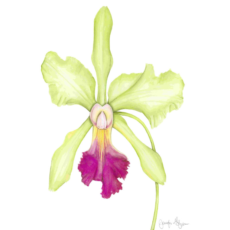 Orchidée beauté III (JP), H 18 po x l 12 po x P 1,25 po