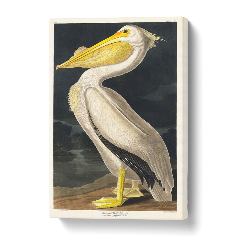 American White Pelican - Wrapped Canvas Painting, 61 cm H x 40.6 cm W