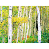 Autumn Aspen Grove Print by Bruce Heinemann