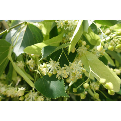 Linden Tree
