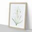 Ornithogalum Flowers by Pierre-Joseph Redoute - Picture Frame Painting Print-55577895-55577896