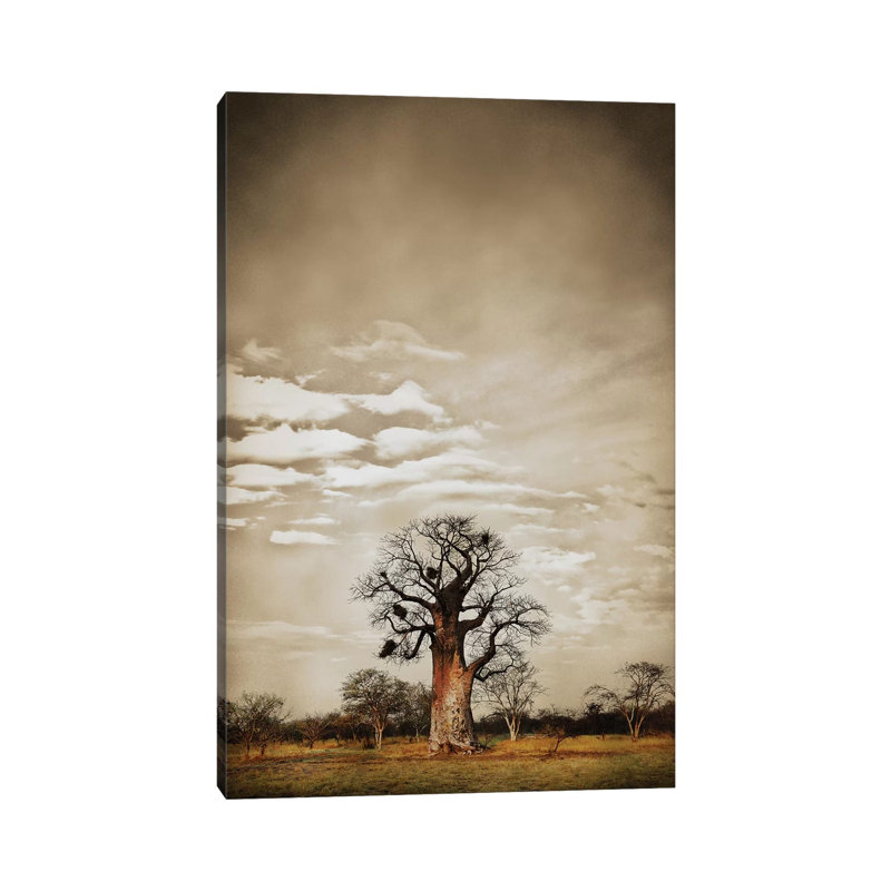 Baobab Hierarchy V by Klaus Tiedge - Wrapped Canvas Print, 20.32 cm H x 30.48 cm W