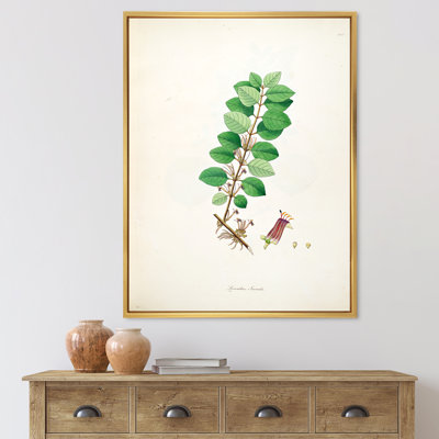 «Vintage Plant Life XVII», peinture sur toile
