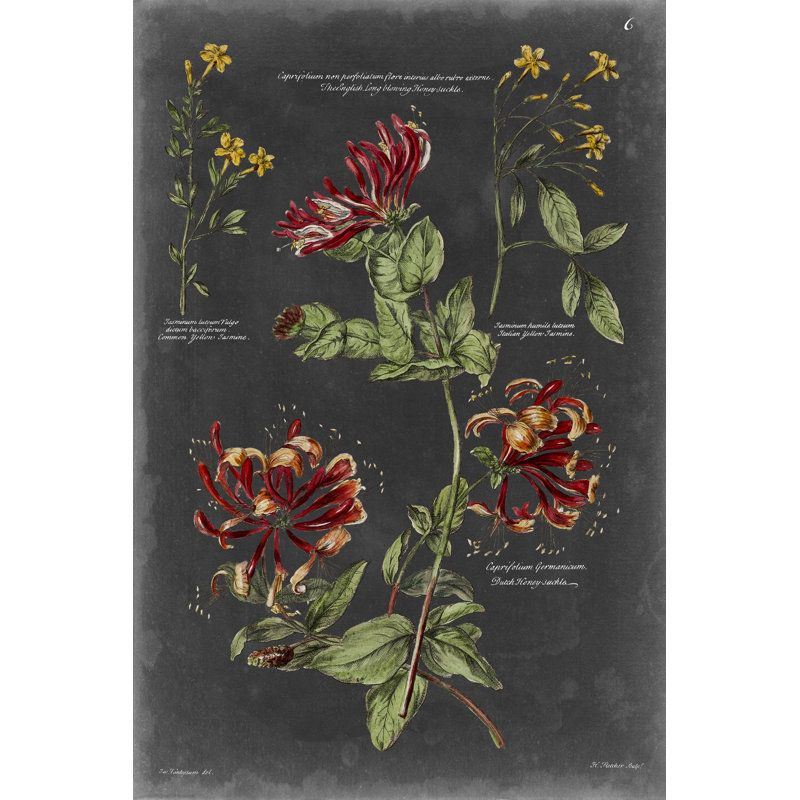 Tableau botanique rétro II, H 30 po x l 20 po x P 1,25 po