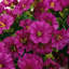Couronne 22 po Morningglory-322782474