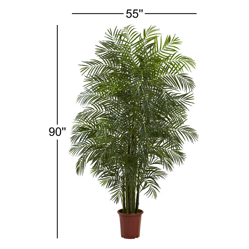 Daphnee Palmier Areca résistant aux rayons UV (intérieur / extérieur)