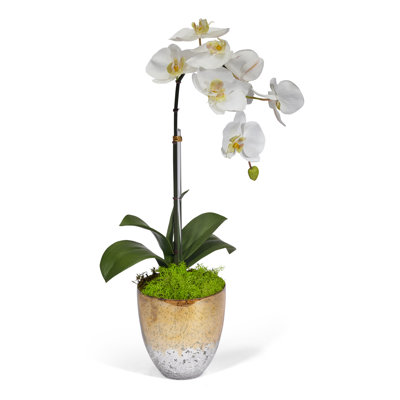 Single Orchids Floral Arrangement in Vase