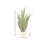 53 po plante Sansevieria en pot