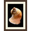 Large Shell 8 Print