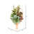Succulent Arrangement