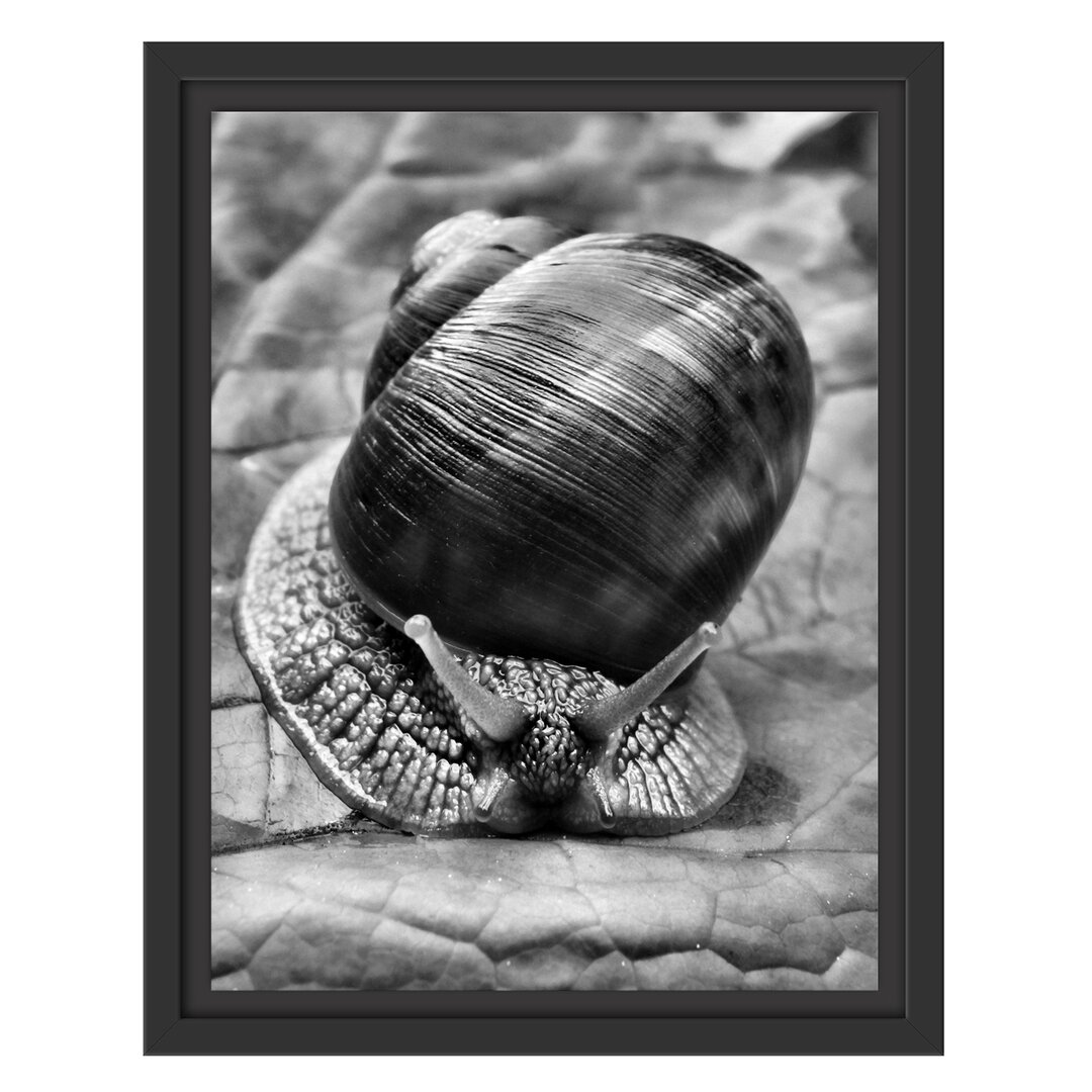 Gerahmtes Wandbild Weinbergschnecke auf Blatt