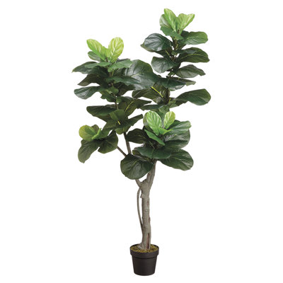 PLANTES 5 'FIDDLE 59L EN POT
