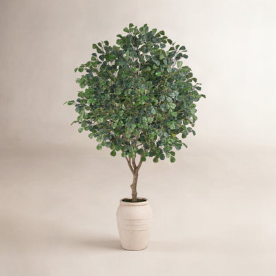 Nydia Ficus Tree in Pot