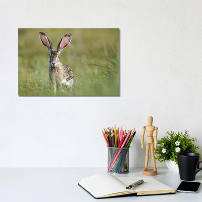 " Black-tailed Jackrabbit, Lepus Californicus, Welder Flats, Texas " by Maresa Pryor