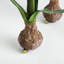 Ensemble de 2 ampoules Barrary AMaryllis-129903252