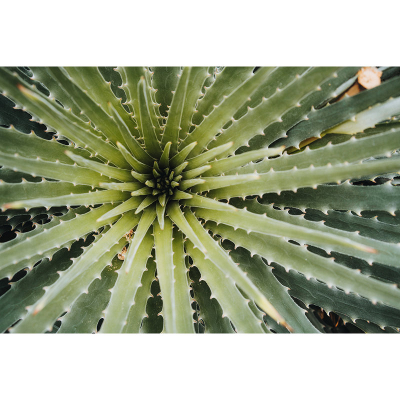Cactus 1, H 28 po x l 39,5 po x P 1,25 po