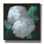 Toile épique «Hydrangea 2» par Chris Paschke-102879501