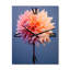 Arina - Horloge murale surdimensionnée Dahlia-1652631026