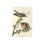 Red Shouldered Hawk Print by James Audubon