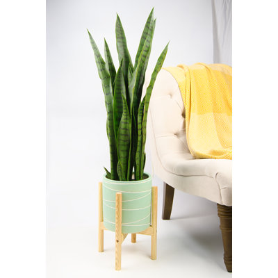 Jayzeon Handmade Pot Planter