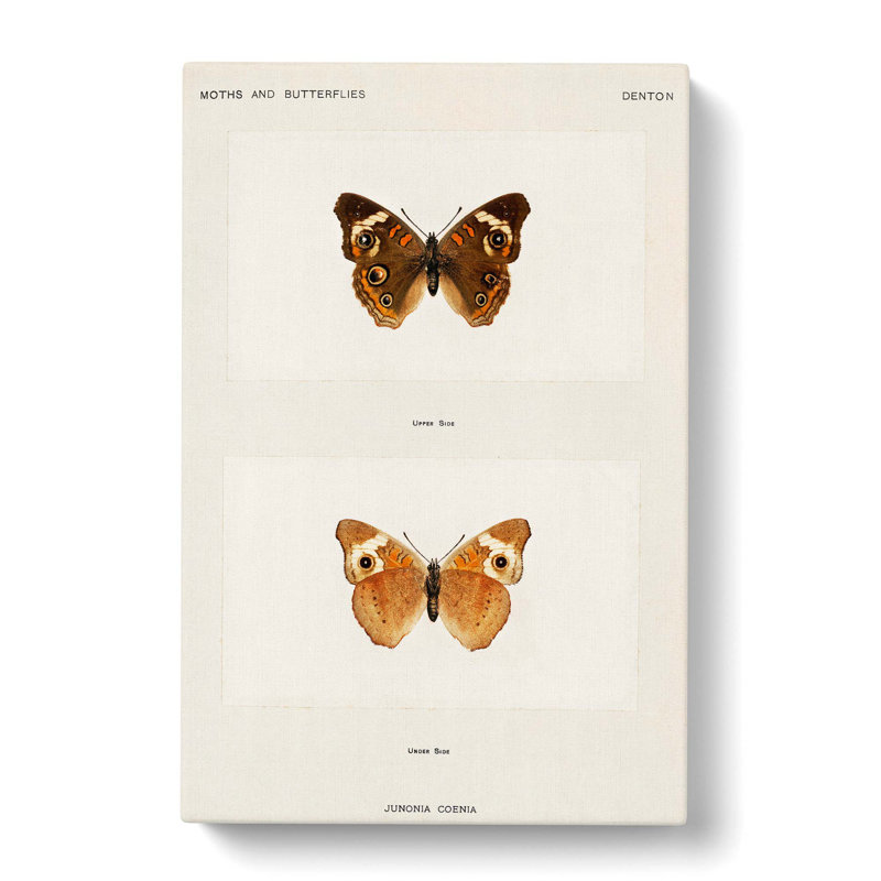 Buckeye Butterfly by S.F. Denton - Wrapped Canvas Painting, 50cm H x 35cm W x 3cm D