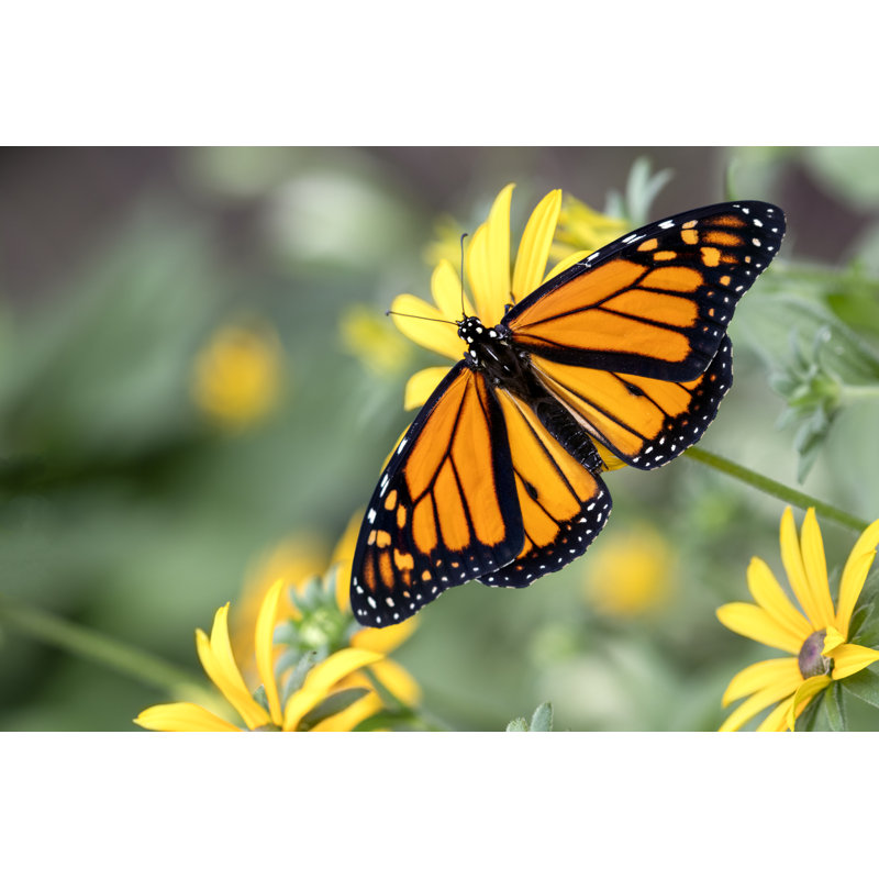 Monarch On A Susan Flower - Wrapped Canvas Print, 30cm H x 46cm W x 3.8cm D
