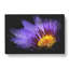 Purple Water Lily - Wrapped Canvas Painting-56647370