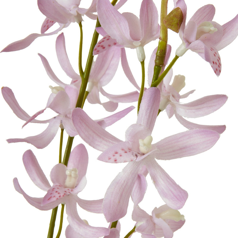 Anastasija Arrangement, Pink