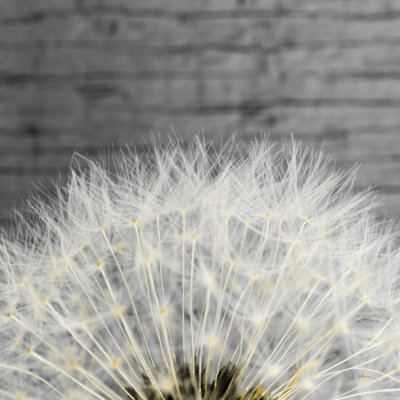 " Delicate Dandelion " by Aledanda