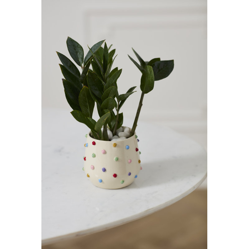 Color Dot Pot 5.25"x 4.5"