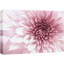 "Flower Up Flower", "Gros plan sur des fleurs de chrysanthème rose, photographie botanique florale, art moderne chic" sur toile-99544055