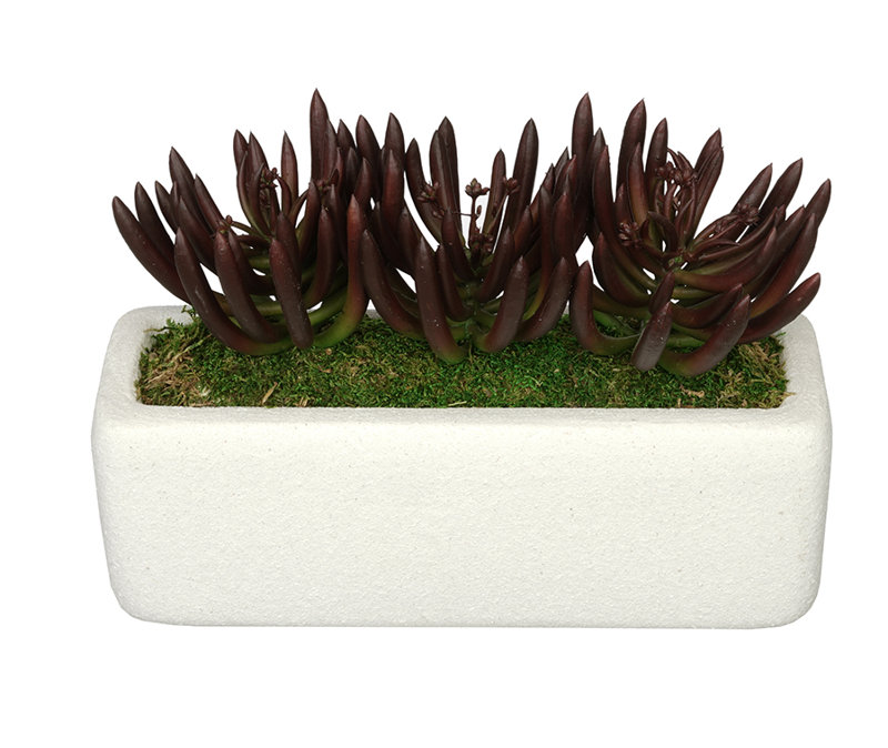 7'' Faux Succulent Plant in Ceramic Vase, Black, Burgandy