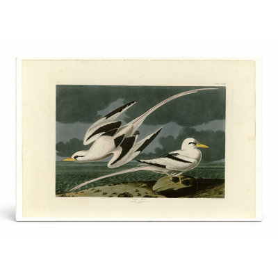 «Tropic Bird», plaque 262 (1838) - paysage, art mural sur toile