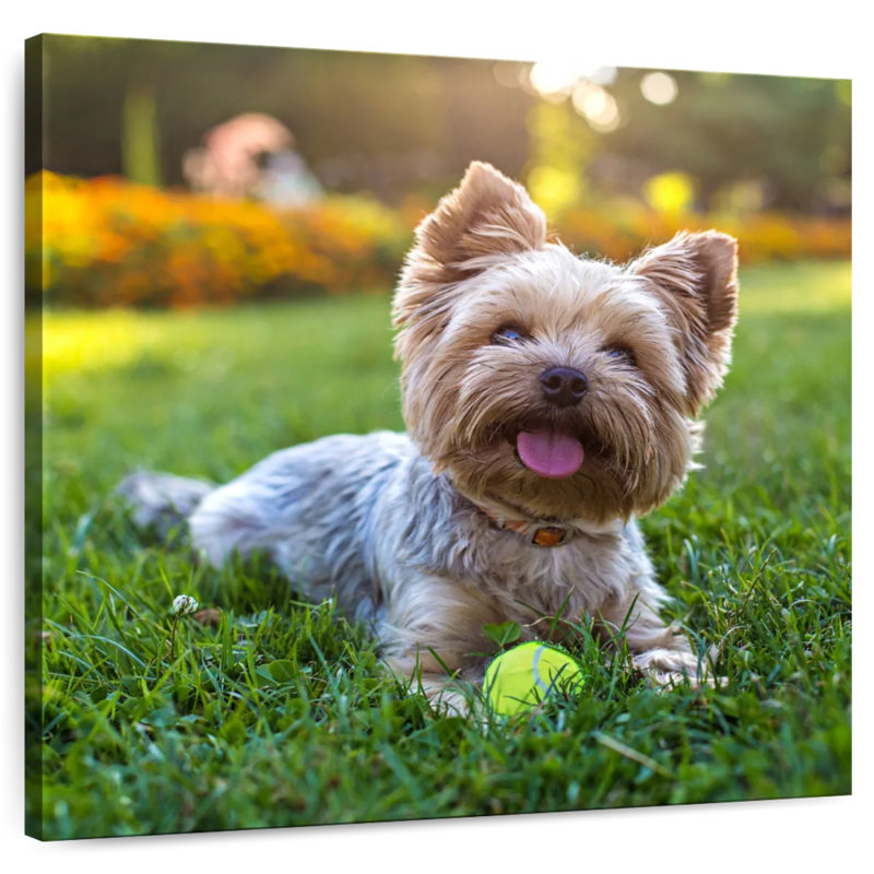 Yorkshire Terrier, 33" H x 33" W