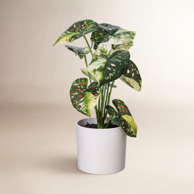 11.5'' Faux Foliage Plant in Pot