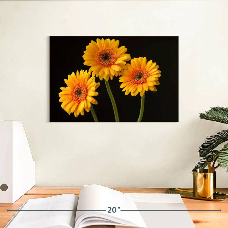Trois marguerites Harnek sur fond sombre, H 8 po x l 12 po
