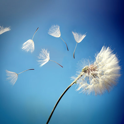 " Flying Dandelion " by Chepko
