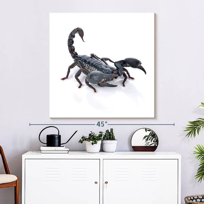 Crowle Emperor Scorpion, H 33 po x l 33 po