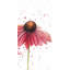 Rose marguerite rose-1160337533-1160337528