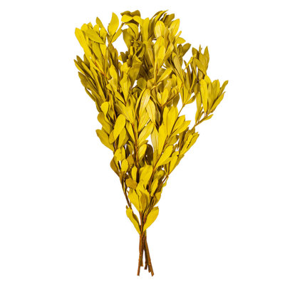 Faux Banksia Plant Preserved