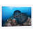 " A Large Black-Blotched Stingray Swims Over The Rocky Seafloor " by Ethan Daniels-72080160-72080161-32119895