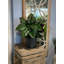 Aglomenia Chinese Evergreen UV Plant