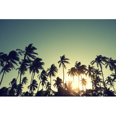 Palm trees at sunset