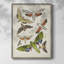 Antique Moths II, reproduction encadrée - bois massif-1469723306