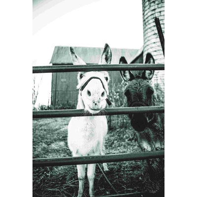 Donkeys