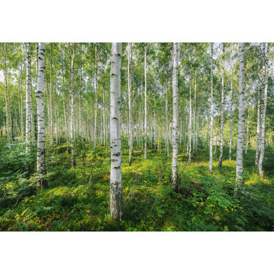 Trees Wall Mural
