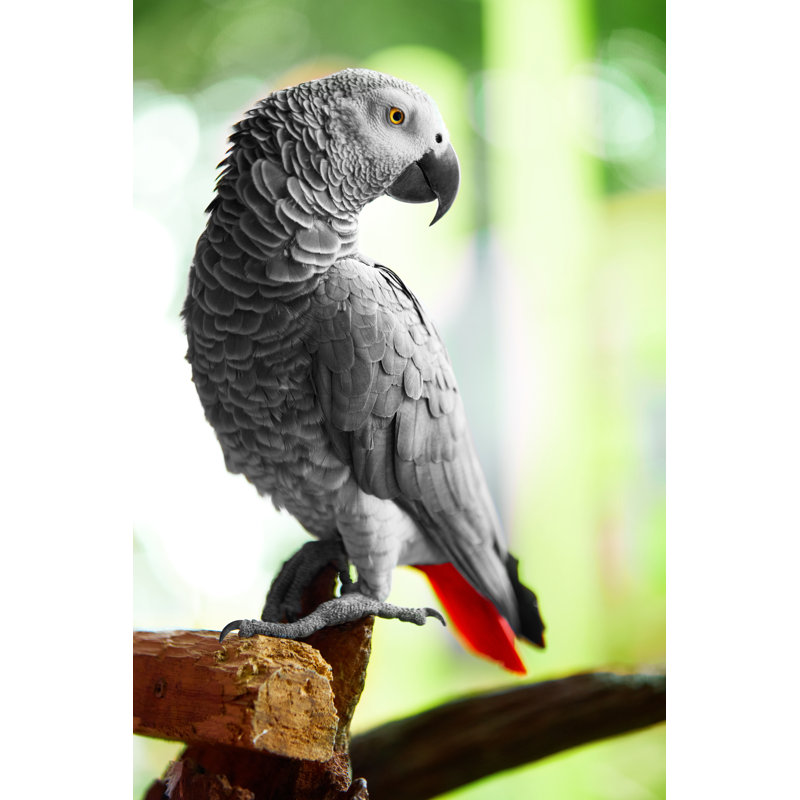African Grey Parrot by Puhhha - Wrapped Canvas Print, 30cm H x 20cm W x 3.8cm D
