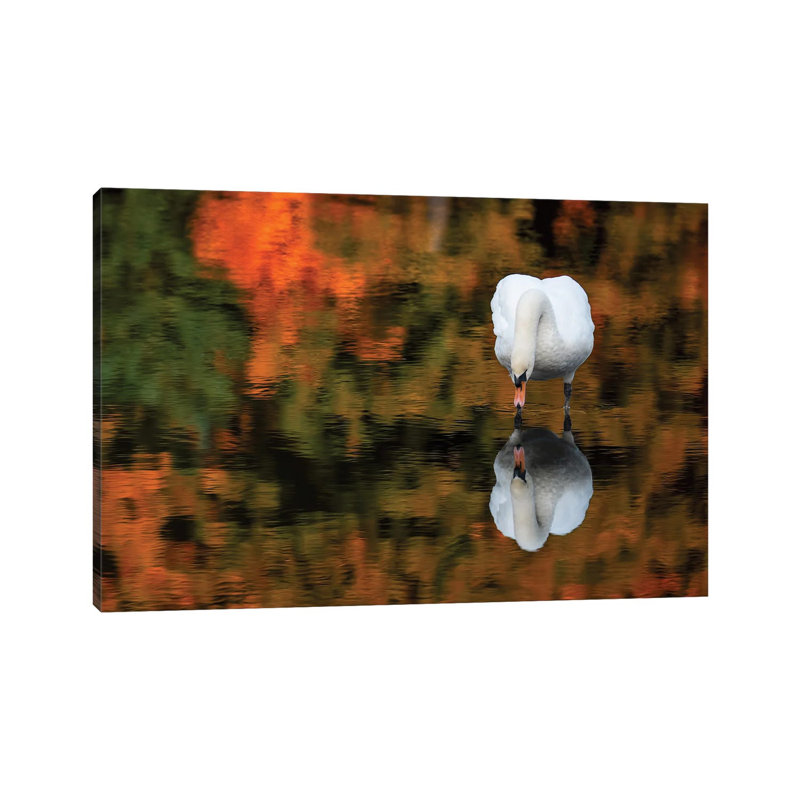 Reflected Swan by David Gardiner - Wrapped Canvas Gallery-Wrapped Canvas Giclée, 20.32cm H x  30.48cm W