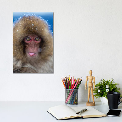 Snow Monkey Catching Snow Japan by Mogens Trolle - Wrapped Canvas Print